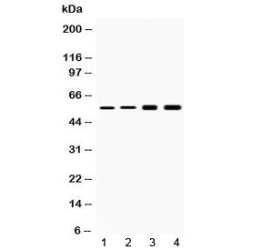 Western blot testing of 1) rat liver, 2) mouse liver, 3) human HeLa and 4) human HepG2 lysate with C