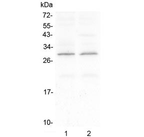 Western blot testing of 1) rat brain and 2) mouse brain with CNTF antibody. Predicted molecular weig