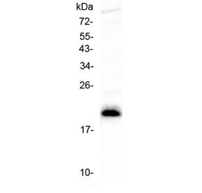 Western blot testing of human CCRF-CEM cell lysate with IL-27 antibody at 0.5ug/ml. Predicted molecu