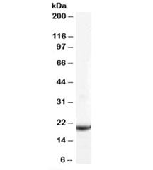 Western blot testing of human testis lysate with GPX4 antibody at 0.1ug/ml. Predicted molecular weig