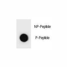 Dot blot analysis of phospho-TSC1 antibody. 50ng of phos-peptide or nonphos-peptide per dot were spo