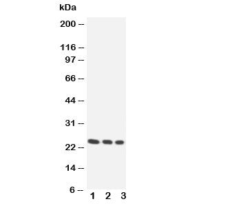HOXA6 Antibody