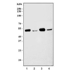 Western blot testing of 1) rat heart, 2) rat brain, 3) mouse heart and 4) mouse brain tissue lysate 