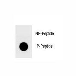 Phospho-YAP1 Antibody (pS127)