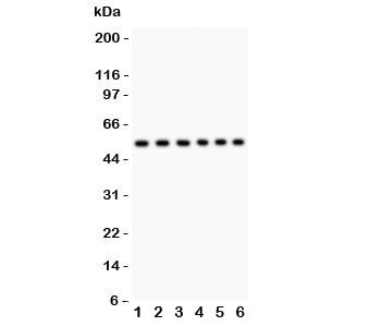 CD8 Antibody