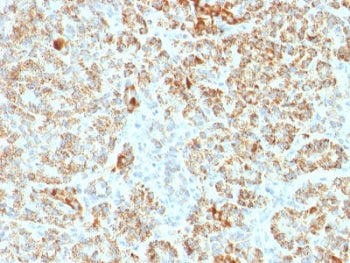 IHC testing of FFPE human pancreas with FXN antibody. Required HIER: boil tissue sections in pH 9 10