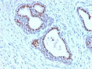 IHC testing of FFPE human tonsil tissue with recombinant FOXA1 antibody (clone FOXA1/2230R). HIER: b