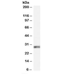 Western blot testing of HeLa cell lysate with HOXB13 antibody at 0.1ug/ml. Predicted molecular weigh