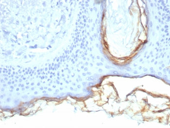 IHC staining of FFPE human skin tissue with Kallikrein 5 antibody (clone KLK5/4760). HIER: boil tiss
