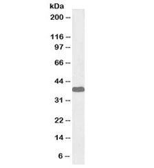 Western blot testing of human cerebellum lysate with biotinylated Laforin antibody at 1ug/ml. Predic