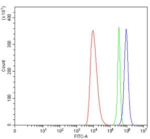 Parathyroid Hormone Receptor 1 Antibody / PTH1R
