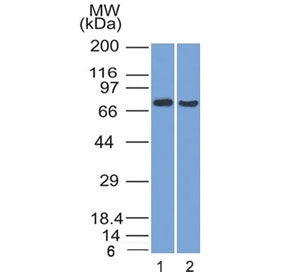 Western blot testing of human 1) HeLa and 2) HepG2 cell lysate with TCF4 antibody (clone TCF4/1705).
