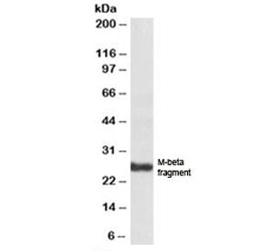 Pmel17 Antibody