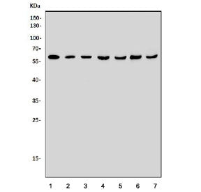 BCL3 Antibody