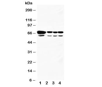 Western blot testing of HSPA2 antibody and Lane 1: rat testis; 2: human A549; 3: MCF-7; 4: HeLa cell