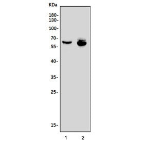 Western blot testing of human 1) placenta and 2) K562 cell lysate with ARID5A antibody. Predicted mo