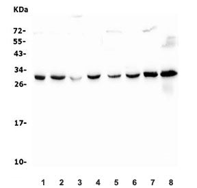 14-3-3 zeta/delta Antibody / YWHAZ