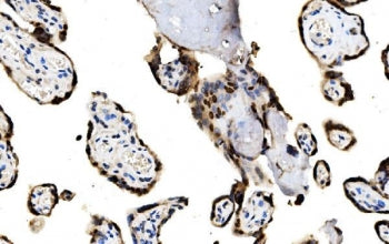 MAFF Antibody / Transcription factor MafF