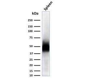 CD63 Antibody / LAMP-3