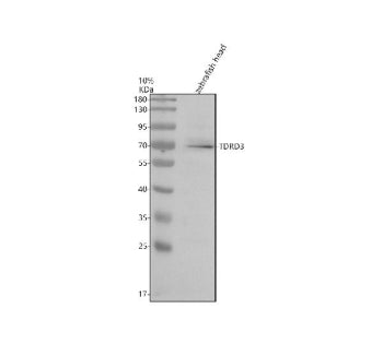 Western blot analysis of Tdrd3 protein using Zebrafish Tdrd3 antibody and zebrafish head tissue lysa