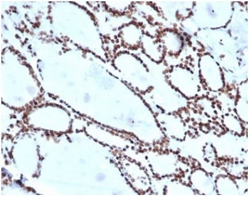 IHC staining of FFPE human thyroid tissue with HOXB2 antibody (clone PCRP-HOXB2-1F2) at 2ug/ml in PB