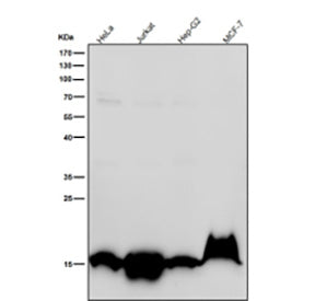 Western blot testing of human samples using the Histone H3 (acetyl K36) antibody at 1:1000 dilution 