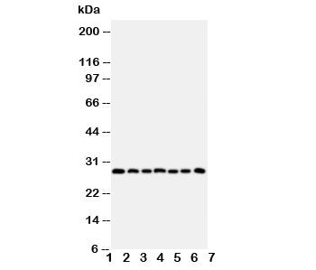 Kallikrein-11 Antibody