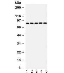 SOX5 Antibody