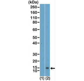 Western blot testing of recombinant Histone H4 (1) and acid extracts of human HeLa cells using recom