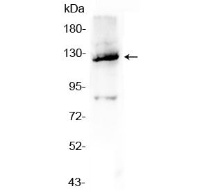 Vinculin Antibody