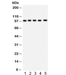 Western blot testing of 1) rat brain, 2) rat liver, 3) human HeLa, 4) HepG2 and 5) mouse HEPA lysate