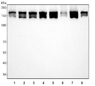 Western blot testing of 1) human HeLa, 2) human 293T, 3) human K562, 4) human PC-3, 5) rat brain, 6)