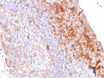 CD80 Antibody