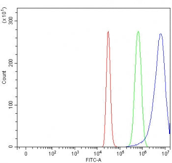 NAA16 Antibody / NARG1L