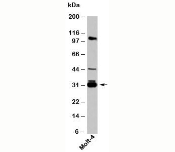 Western blot testing of human samples with 14-3-3 sigma antibody at 1ug/ml. Predicted molecular weig