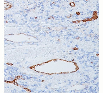 IHC staining of human tonsil with vWF antibody (clone 3E2D10). Staining of formalin-fixed tissues re