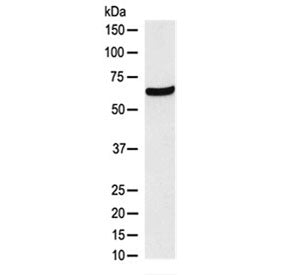Western blot testing of human HEK293 lysate with CDT1 antibody at 0.5ug/ml. Predicted molecular weig