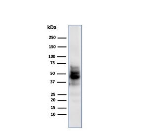 Western blot testing of human COLO-38 cell lysate with SOX10 antibody (clone SPM607). Expected molec