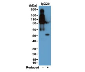 Western blot of nonreduced(-) and reduced(+) mouse IgG2b (20ng/lane), using 0.2ug/ml of the recombin