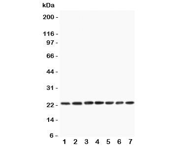 CNTF Antibody