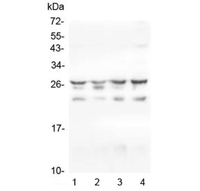 HSPB1 Antibody
