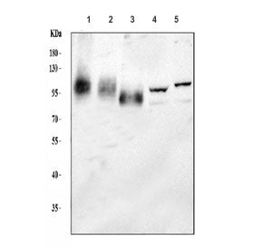 Western blot testing of 1) human HepG2, 2) human Jurkat, 3) human HeLa, 4) mouse brain and 5) mouse 