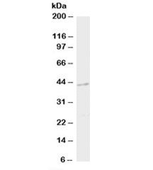 Western blot testing of mouse brain lysate with DAPK2 antibody at 2ug/ml. Predicted/observed molecul