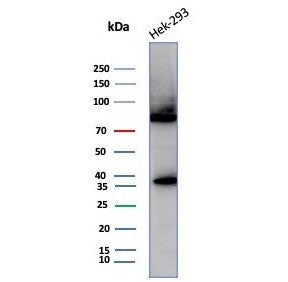 Western blot testing of human HEK293 cell lysate with Heat shock 70 kDa protein 1B antibody (clone H