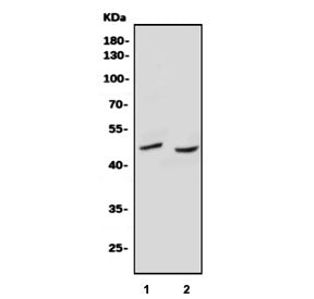 Western blot testing of human 1) A431 and 2) HL60 cell lysate with SOX17 antibody. Predicted molecul