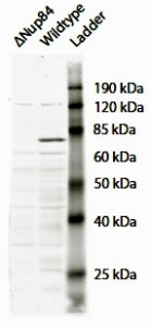 Western blot testing of Saccharomyces cerevisiae S288c lysate with NUP84 antibody at 2ug/ml. Positiv