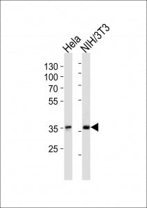 IkBa Antibody