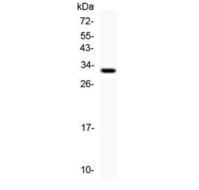 Kallikrein-1 Antibody / KLK1