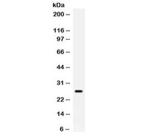 APOA1 Antibody / Apolipoprotein A I