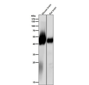 All lanes use the antibody at 1:2000 dilution for 1 hour at room temperature. Predicted molecular weight ~50 kDa.